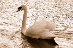 Swan