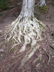 Travelling Trees